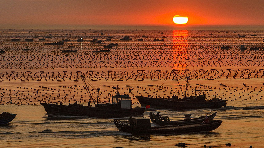 Abundant harvest celebrated at China's largest seaweed production base