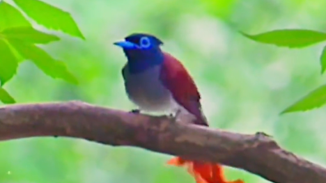 Amur paradise flycatcher photographed in forest in Henan