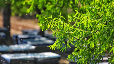 Jujube blossoms draw beekeepers from all over China
