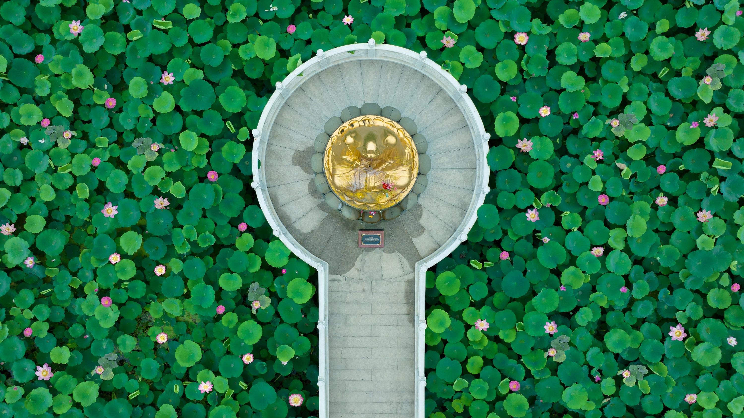 Blooming lotus flowers grace S China's Guangzhou