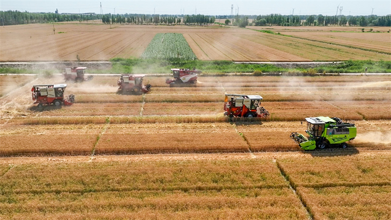 Grain loss reduction contest held in Laoling, E China's Shandong