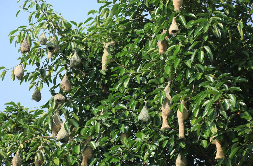 Record number of baya weaver birds reached in SW China's Menglian county