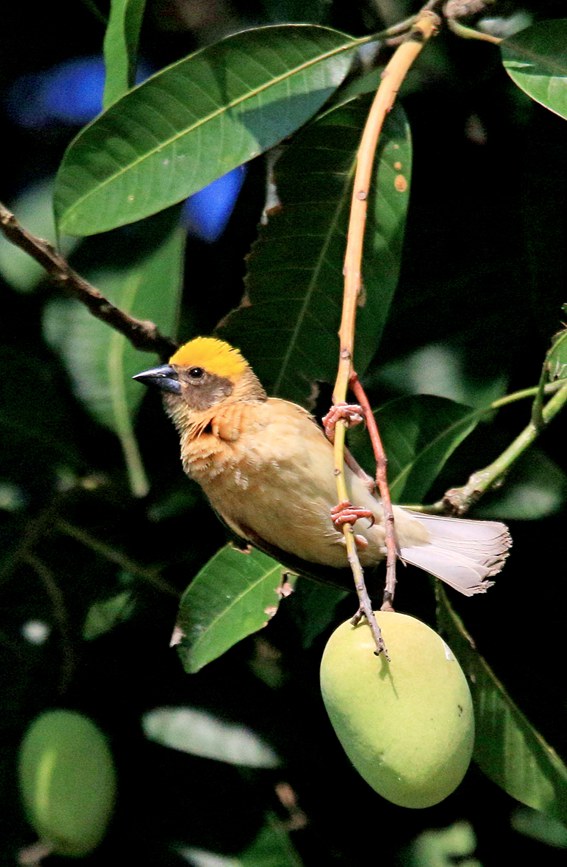 Record number of baya weaver birds reached in SW China's Menglian county