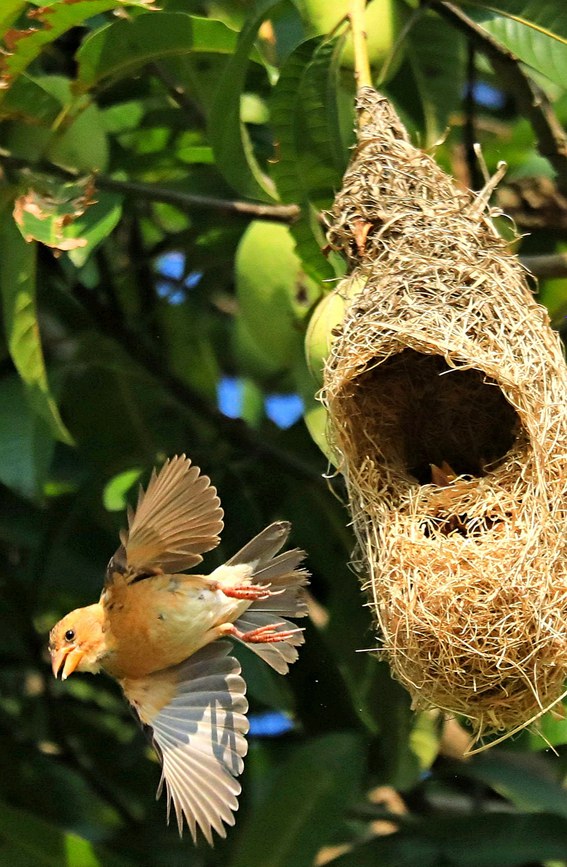 Record number of baya weaver birds reached in SW China's Menglian county