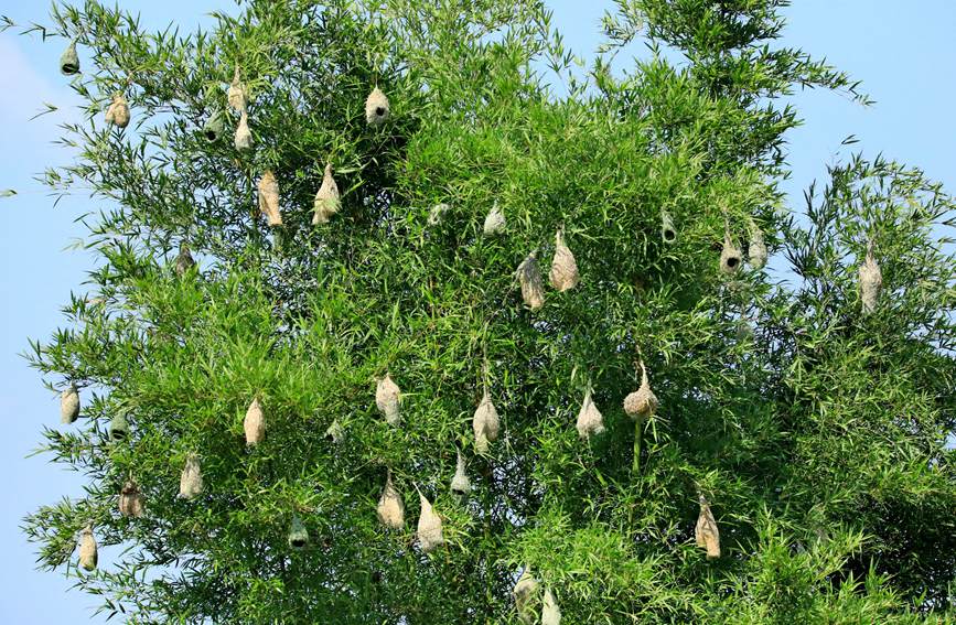 Record number of baya weaver birds reached in SW China's Menglian county