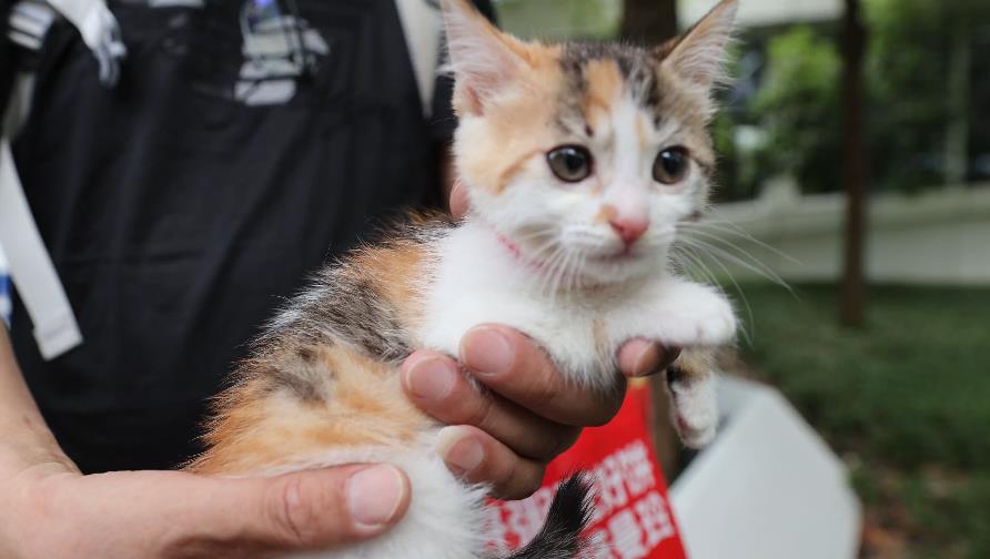 Activity held in Shanghai to foster stray cat adoption