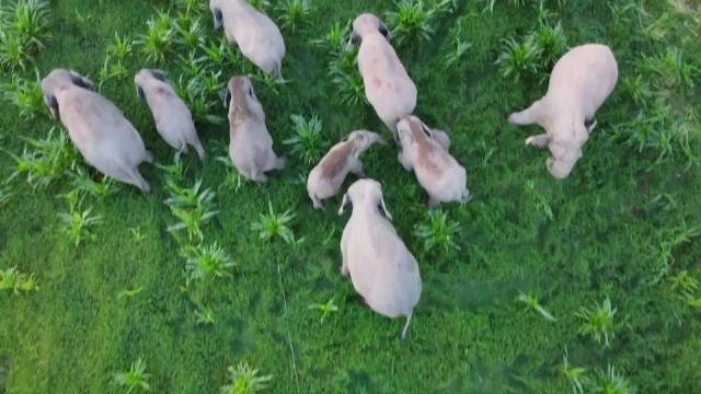 Wild Asian elephants go on road trip