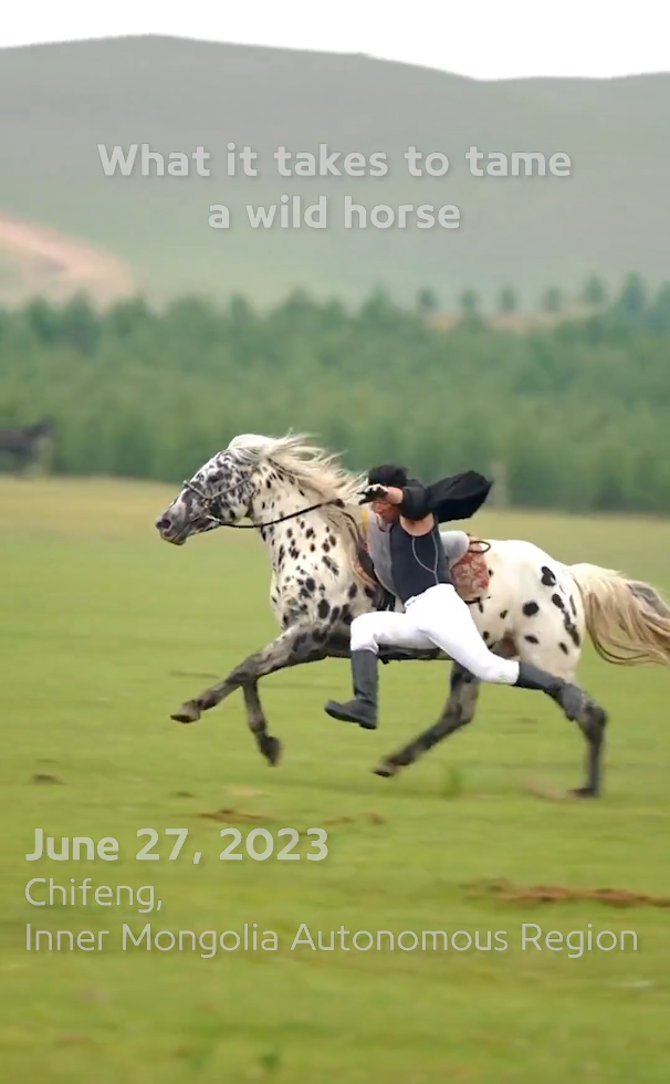 What it takes to tame a wild horse