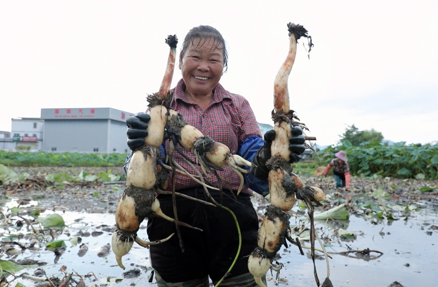 Farmers busy harvesting lotus roots in Liuzhou, S China's Guangxi