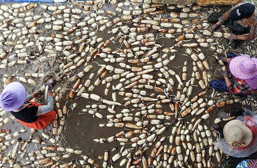 Farmers busy harvesting lotus roots in Liuzhou, S China's Guangxi