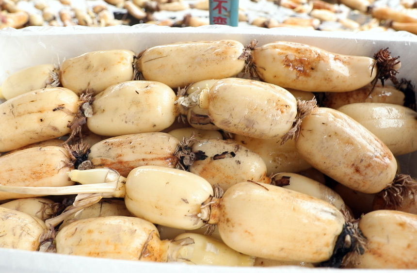 Farmers busy harvesting lotus roots in Liuzhou, S China's Guangxi