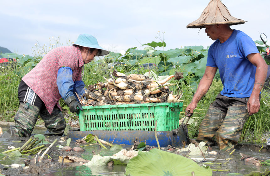 Farmers busy harvesting lotus roots in Liuzhou, S China's Guangxi