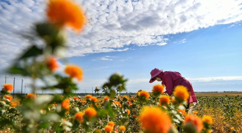 Safflowers enter harvest season in Yumin County, NW China