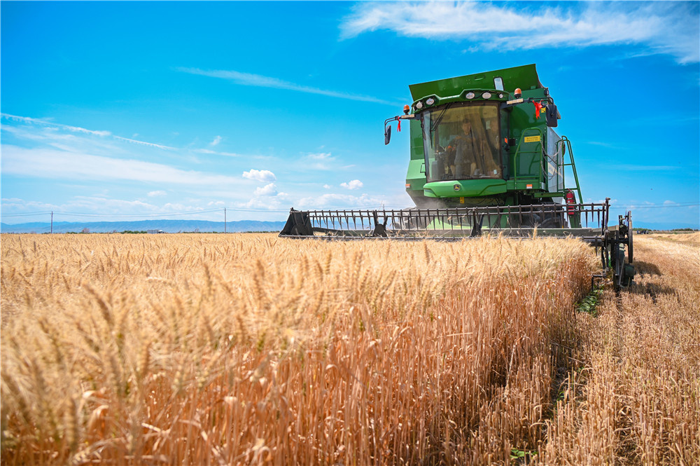 Harvesters reap wheat at foot of Tianshan Mountains in NW China's Xinjiang