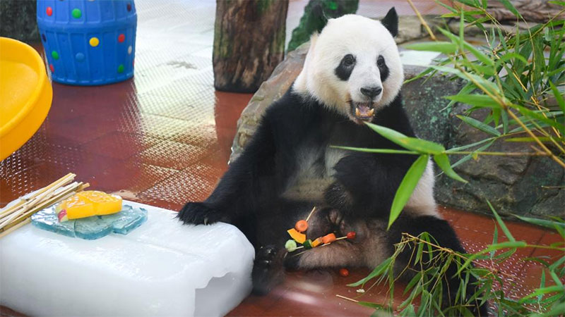 Animals cool off during summer heat at Guangzhou Zoo