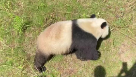 Giant panda joyfully slides down grassy hill