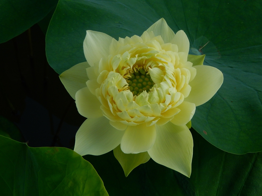 Yellow lotus flowers burst into bloom in S China's Guangzhou