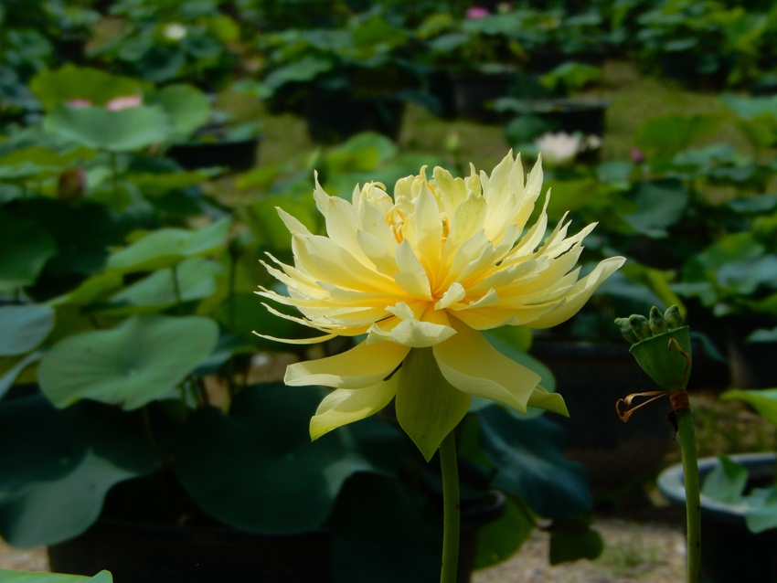 Yellow lotus flowers burst into bloom in S China's Guangzhou