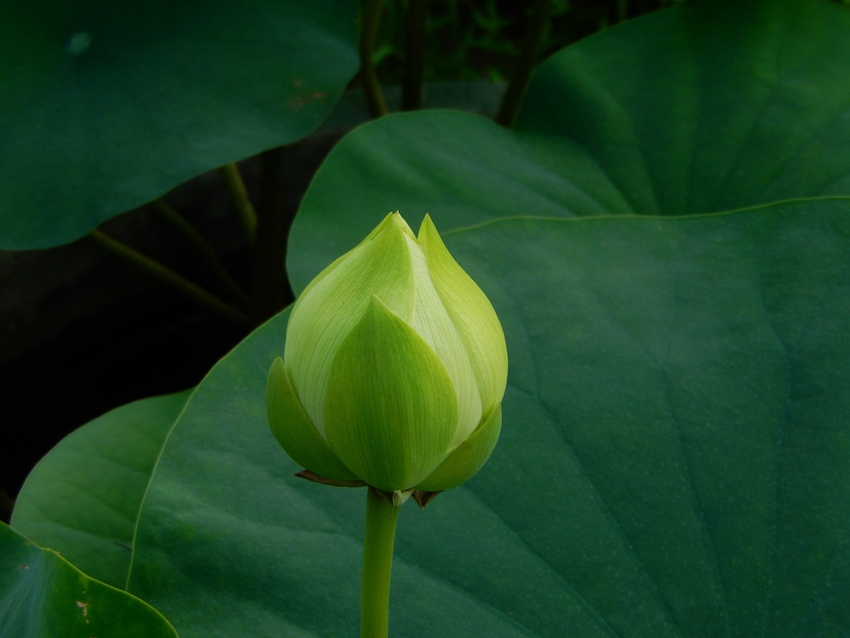 Yellow lotus flowers burst into bloom in S China's Guangzhou