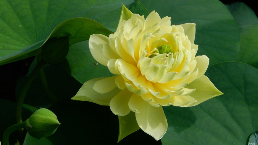 Yellow lotus flowers burst into bloom in S China's Guangzhou