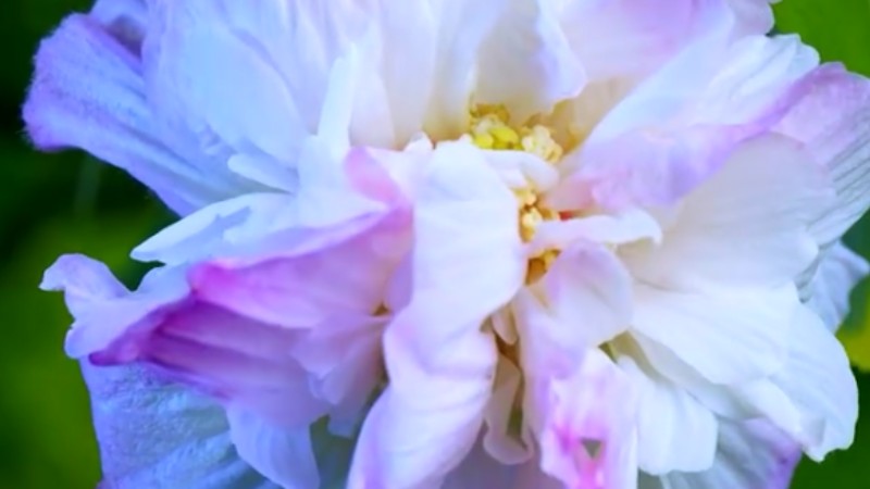 White, pink, purple cotton rose