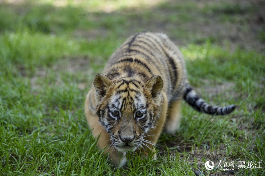 Siberian tiger cubs grow healthily in zoo in NE China's Harbin