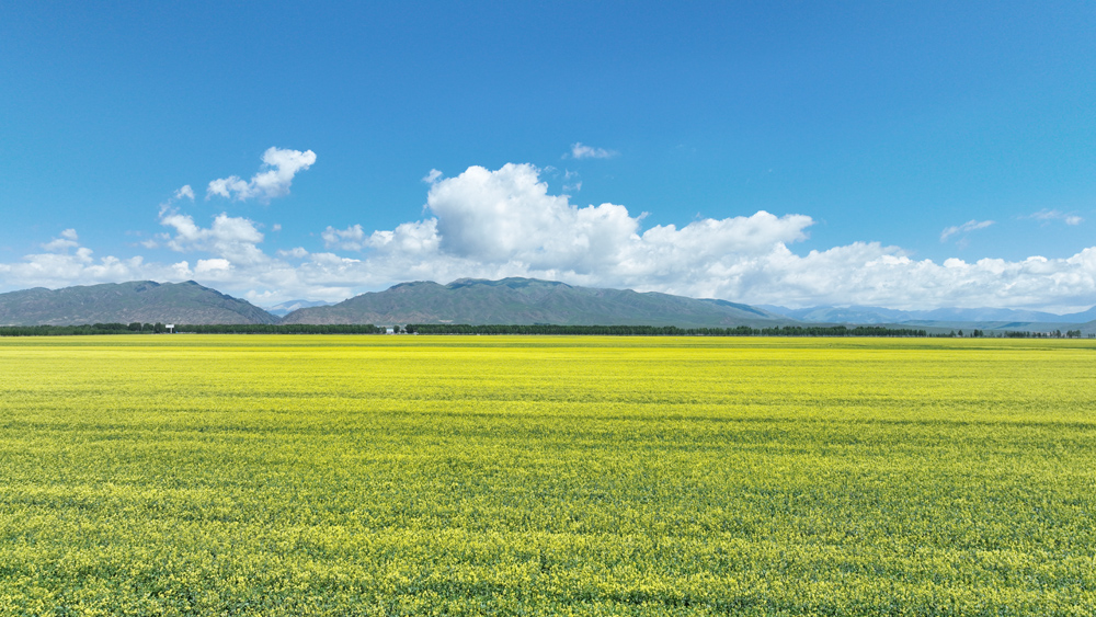 Beautiful scenery of rapeseed flowers in Zhaosu, NW China's Xinjiang