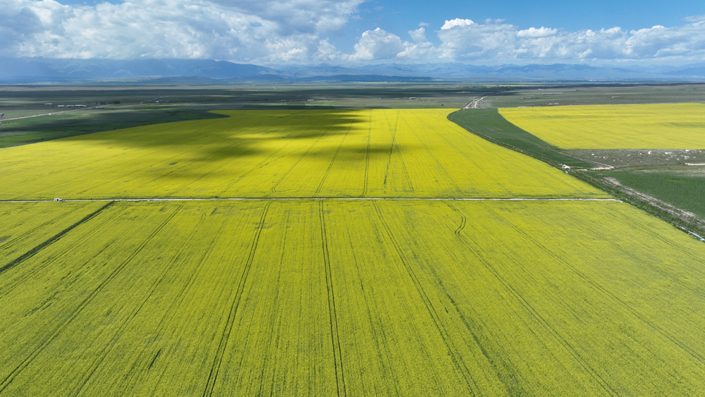 Beautiful scenery of rapeseed flowers in Zhaosu, NW China's Xinjiang