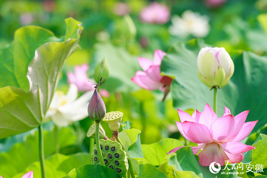 Vast tracts of lotus flowers attract visitors to township in E China's Anhui