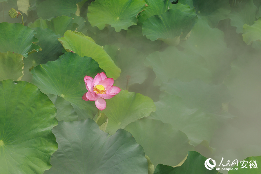 Vast tracts of lotus flowers attract visitors to township in E China's Anhui