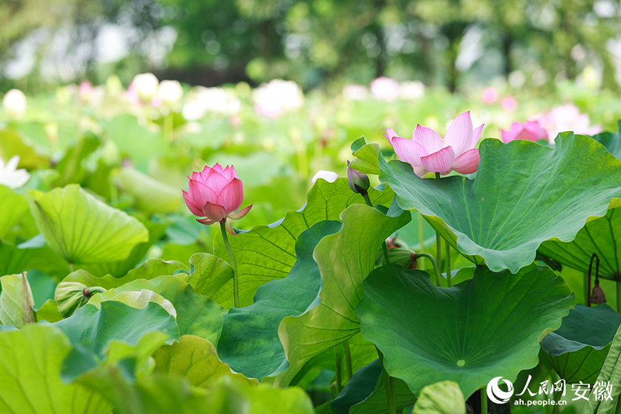 Vast tracts of lotus flowers attract visitors to township in E China's Anhui