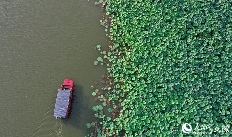 Vast tracts of lotus flowers attract visitors to township in E China's Anhui