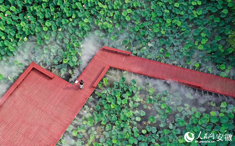 Vast tracts of lotus flowers attract visitors to township in E China's Anhui