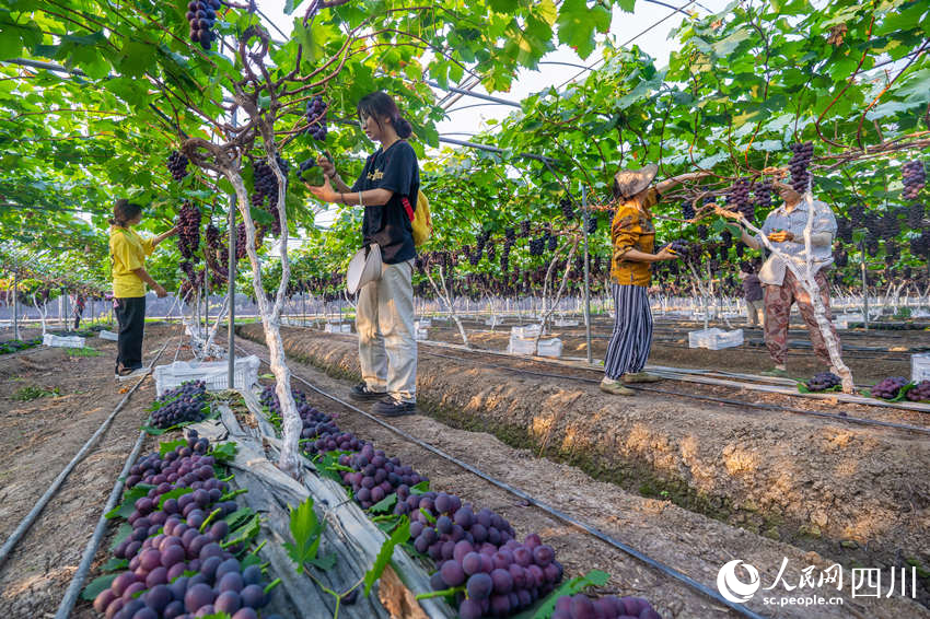 Farmers harvest grapes in SW China's Sichuan