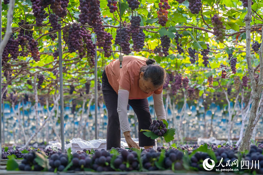 Farmers harvest grapes in SW China's Sichuan