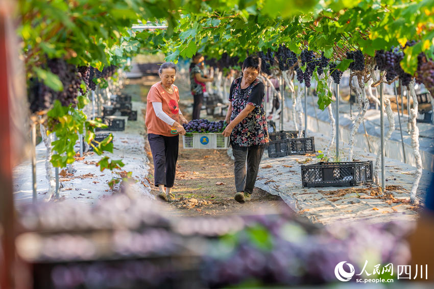 Farmers harvest grapes in SW China's Sichuan