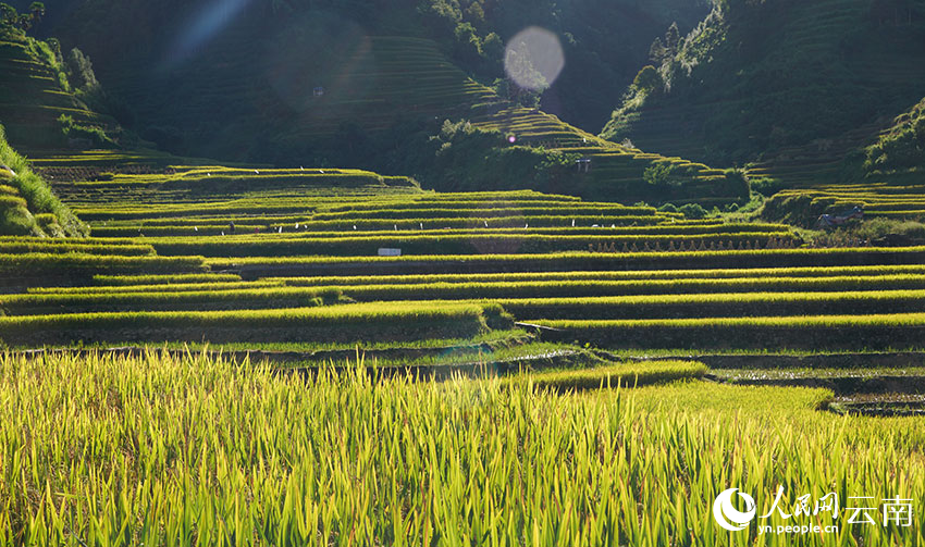 Rice ripens on terraced fields in SW China's Yunnan