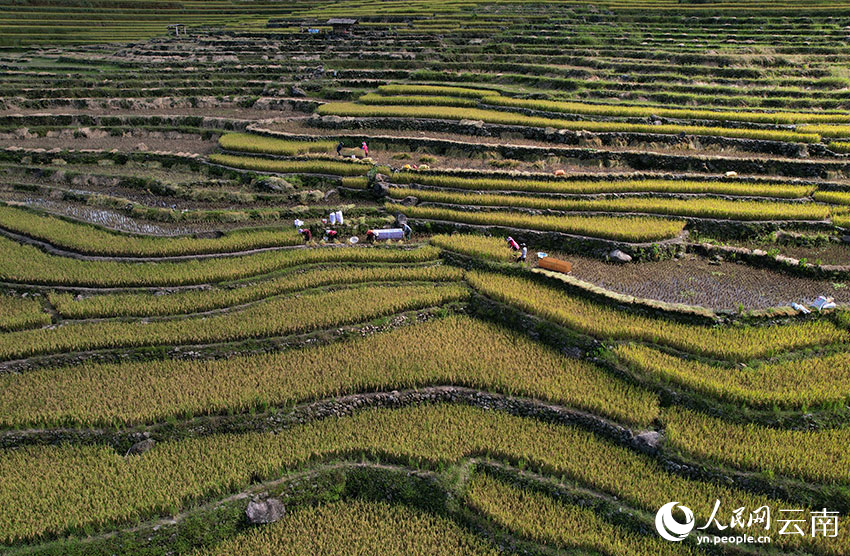 Rice ripens on terraced fields in SW China's Yunnan