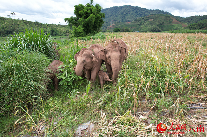 Precious scene of baby elephant suckling milk from mother captured on film in SW China's Yunnan