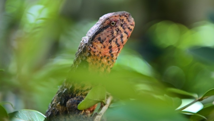 Man in S China's Guangdong devotes 12 years to protect Chinese crocodile lizards