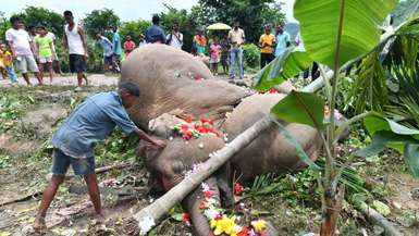 Three elephants die after being electrocuted in India