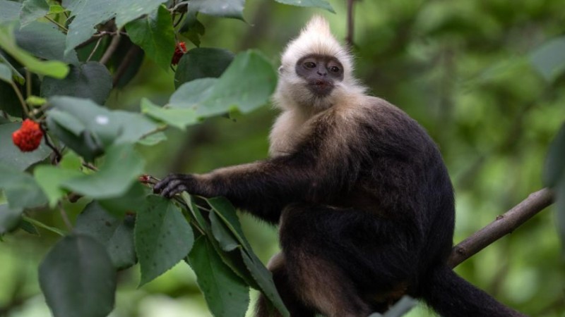 White-headed langurs spotted in S China's Guangxi