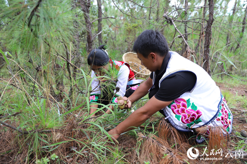 Villagers pick edible wild fungi in mountains in SW China's Yunnan