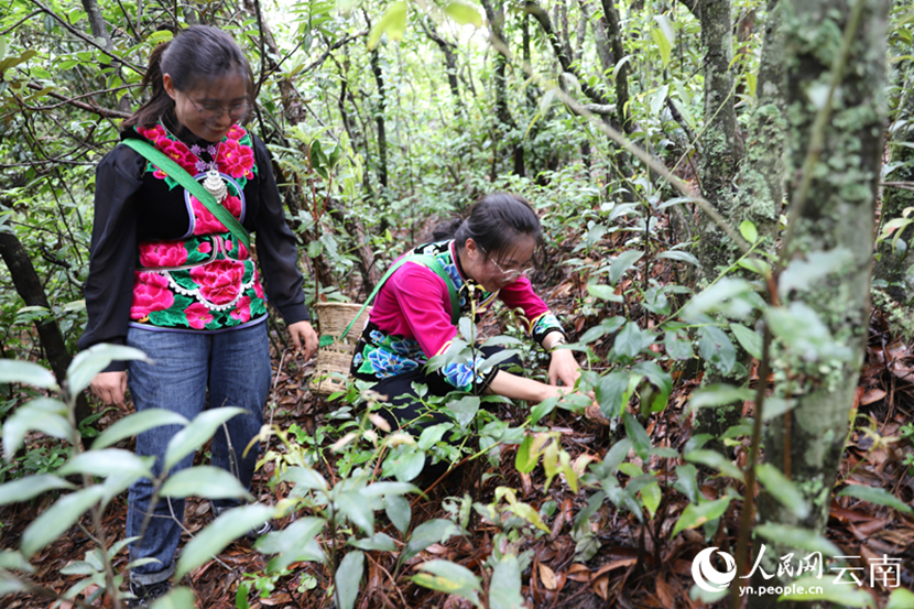 Villagers pick edible wild fungi in mountains in SW China's Yunnan