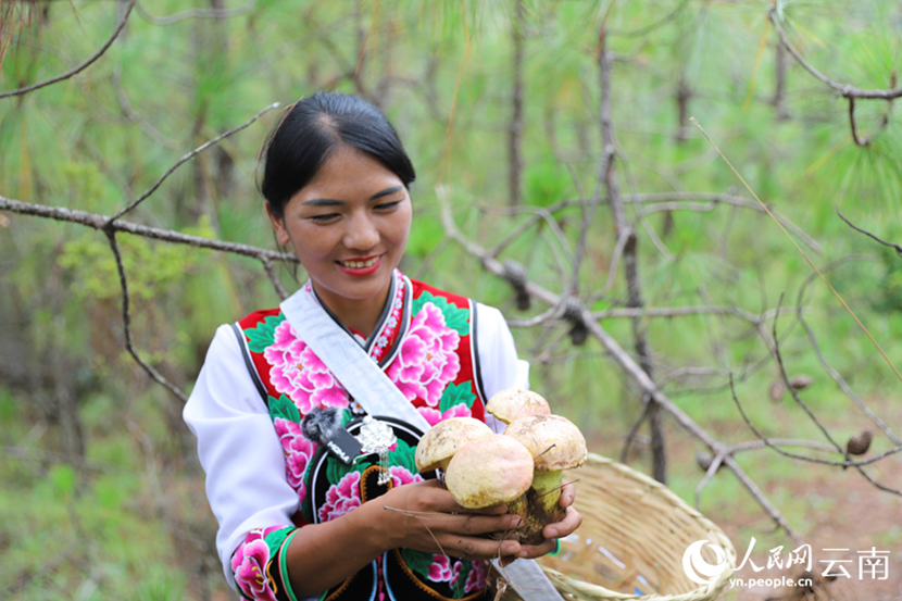 Villagers pick edible wild fungi in mountains in SW China's Yunnan