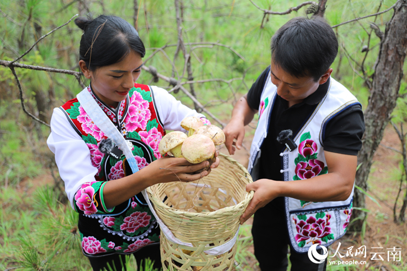 Villagers pick edible wild fungi in mountains in SW China's Yunnan