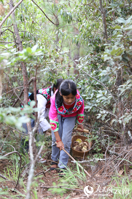 Villagers pick edible wild fungi in mountains in SW China's Yunnan