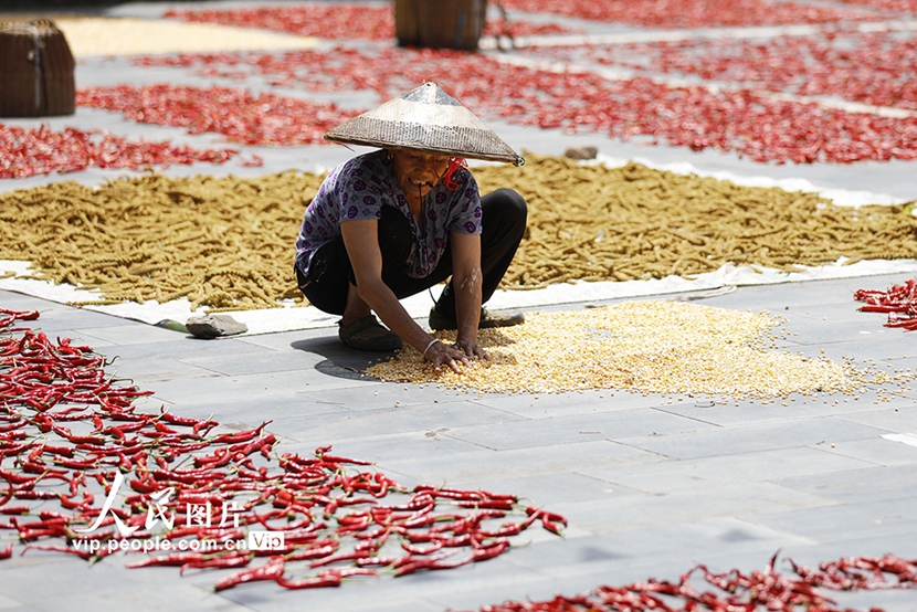 Farmers sun-dry crops in Jinping county, SW China's Guizhou