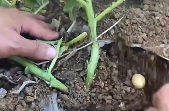 Trending in China | Must-try potato recipes