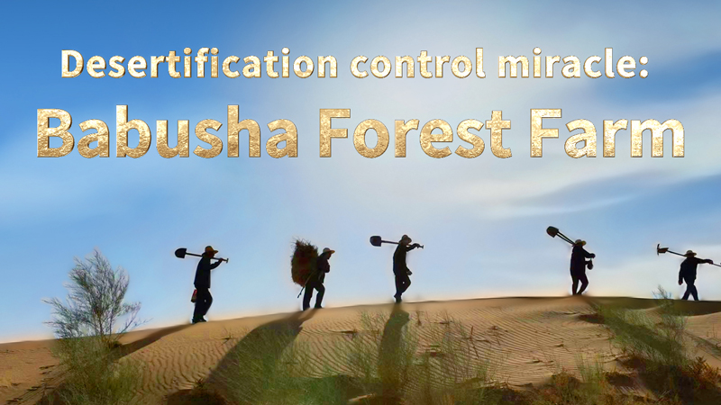 Desertification control miracle: Babusha Forest Farm